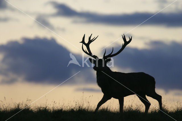 Edelhert (Cervus elaphus)