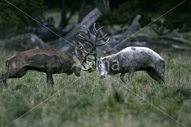 Edelhert (Cervus elaphus)