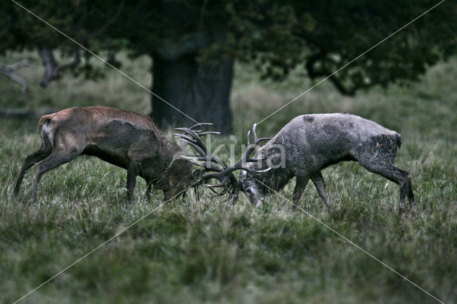 Edelhert (Cervus elaphus)