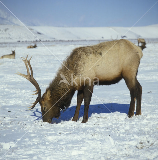 Edelhert (Cervus elaphus)