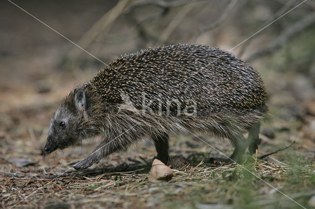 Egel (Erinaceus europaeus)