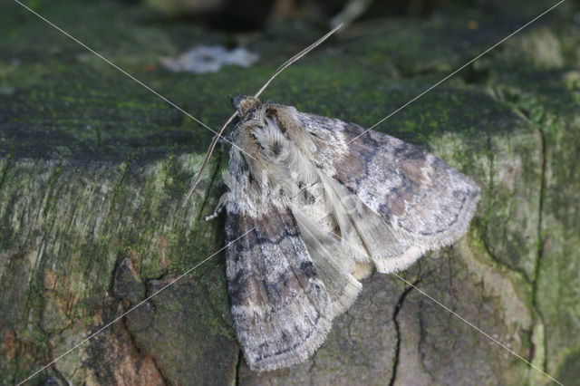 Eiken-orvlinder (Cymatophorima diluta)