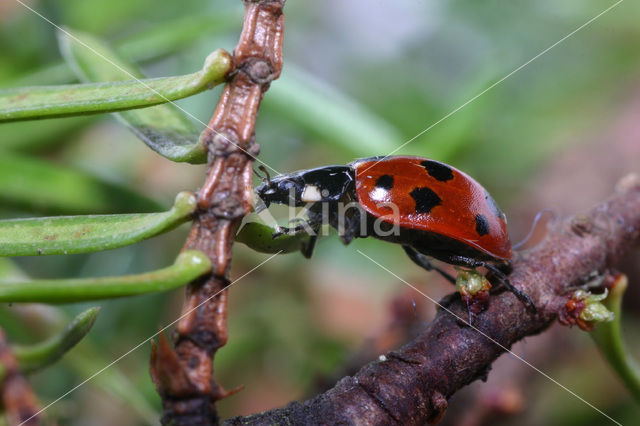 Elfstippelig lieveheersbeestje (Coccinella undecimpunctata