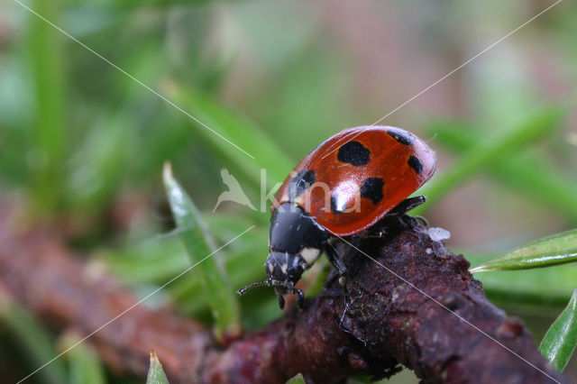 Elfstippelig lieveheersbeestje (Coccinella undecimpunctata