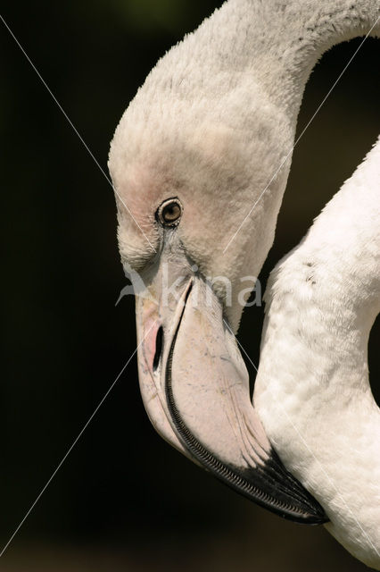 Greater Flamingo (Phoenicopterus ruber)