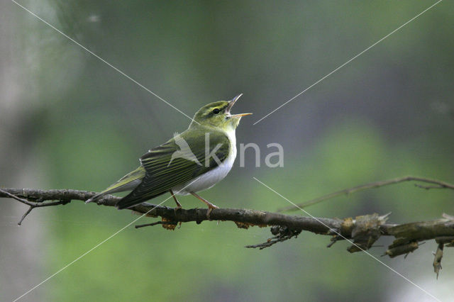 Fluiter (Phylloscopus sibilatrix)