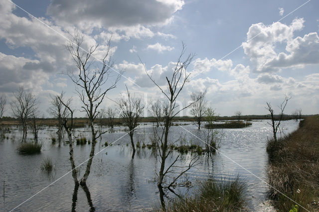 Fochteloërveen