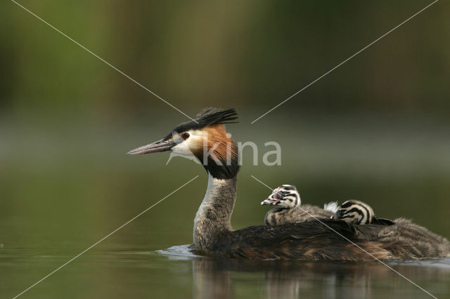 Fuut (Podiceps cristatus)