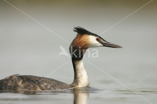 Fuut (Podiceps cristatus)