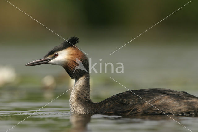 Fuut (Podiceps cristatus)