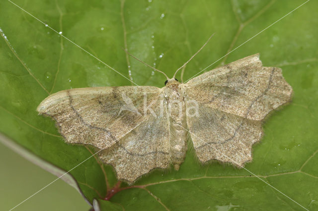 Geblokte stipspanner (Idaea emarginata)