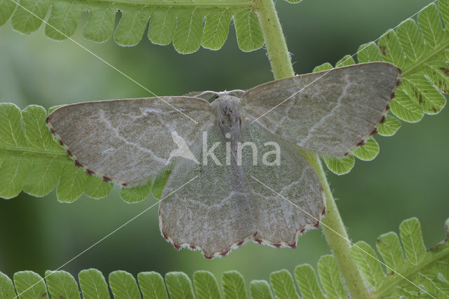 Geblokte zomervlinder (Thalera fimbrialis)