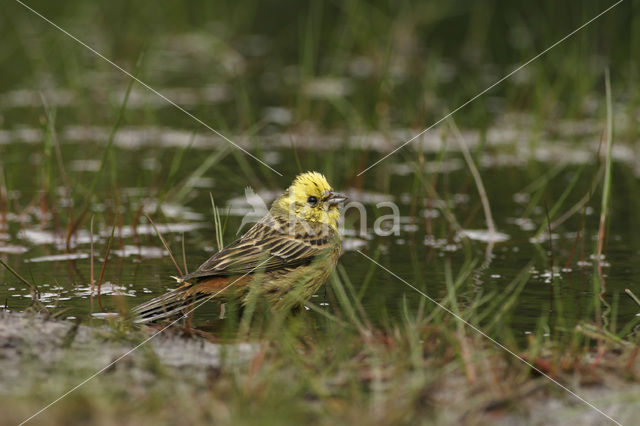 Geelgors (Emberiza citrinella)