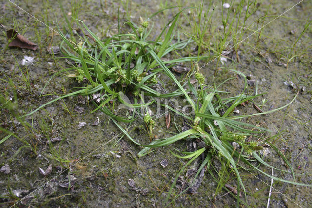 Geelgroene zegge (Carex oederi subsp. oedocarpa)