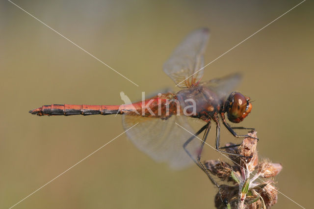 Geelvlekheidelibel (Sympetrum flaveolum)