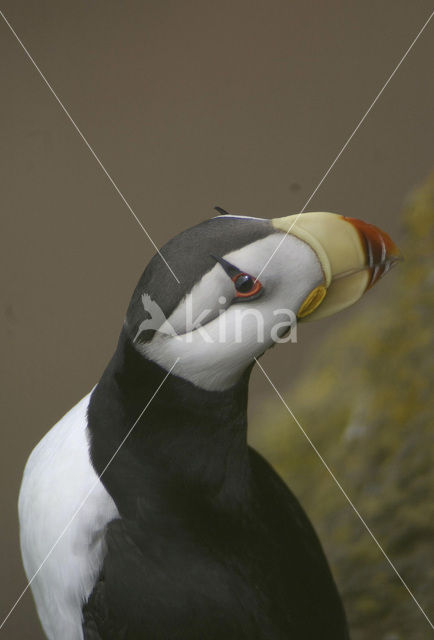 Horned Puffin (Fratercula corniculata)