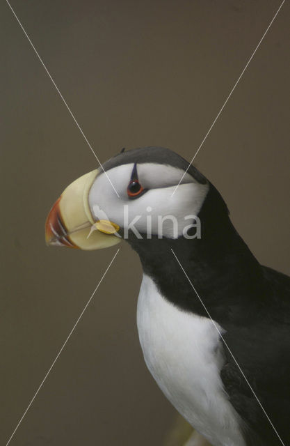 Horned Puffin (Fratercula corniculata)