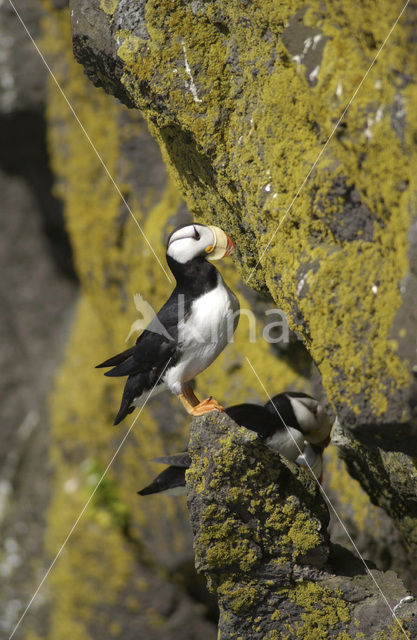 Horned Puffin (Fratercula corniculata)