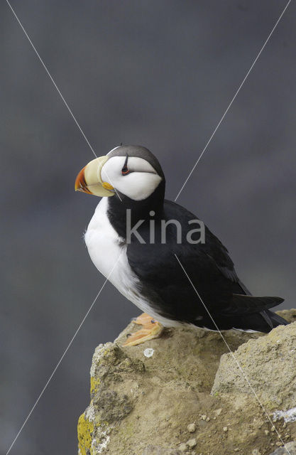 Horned Puffin (Fratercula corniculata)