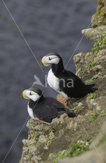 Horned Puffin (Fratercula corniculata)