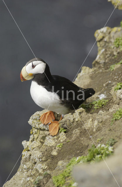 Horned Puffin (Fratercula corniculata)