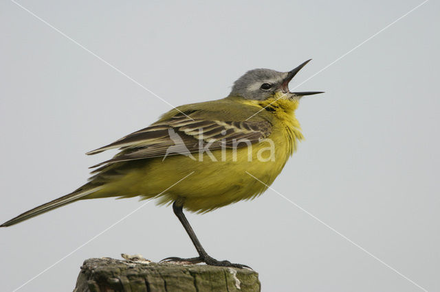 Gele Kwikstaart (Motacilla flava)