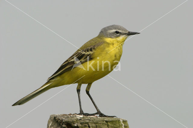 Gele Kwikstaart (Motacilla flava)