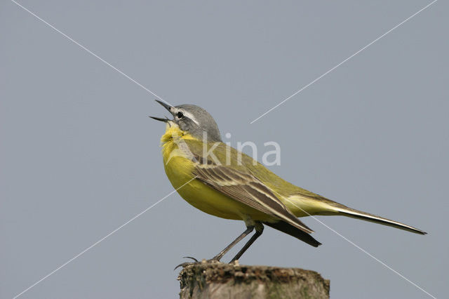 Gele Kwikstaart (Motacilla flava)