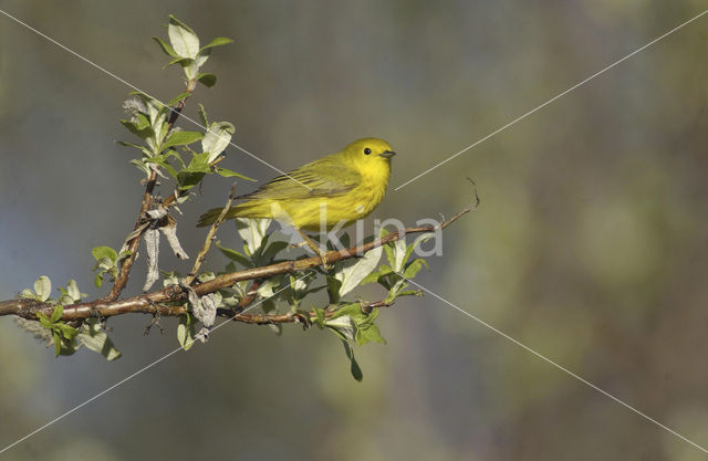 Gele Zanger (Dendroica petechia)