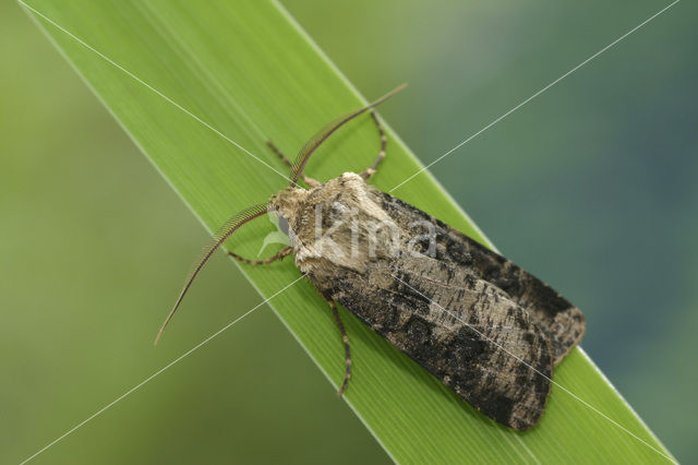 Geoogde worteluil (Agrotis clavis)