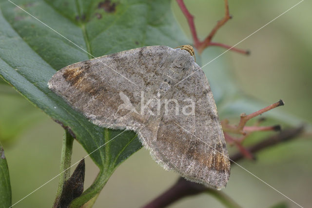 Gerimpelde spanner (Macaria liturata)