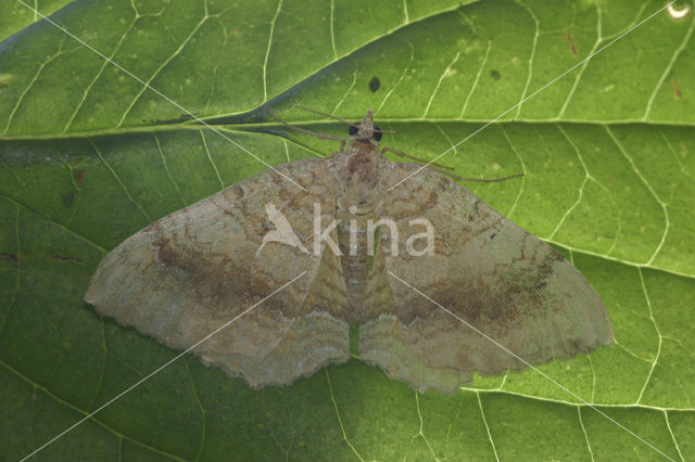 Gestreepte goudspanner (Camptogramma bilineata)