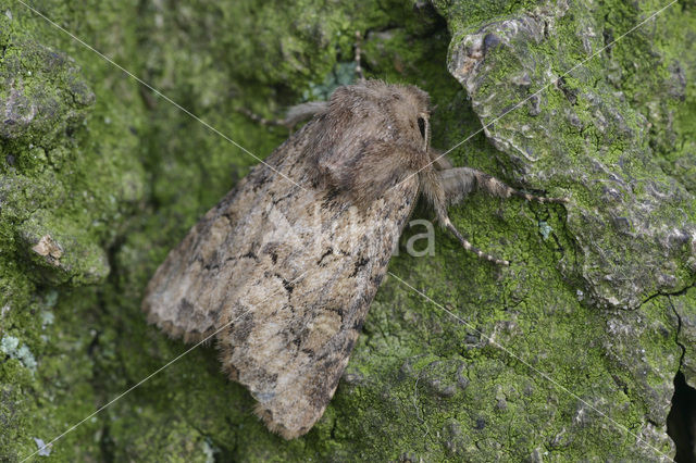 Gewone grasuil (Luperina testacea)