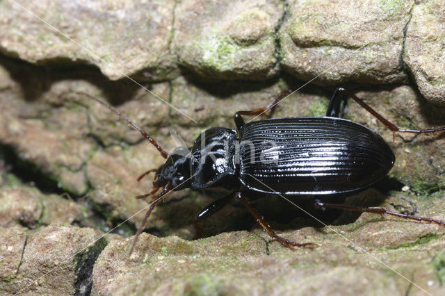 Gewone Kortnek (Nebria brevicollis)