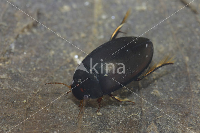 Diving beetle (Agabus bipustulatus)