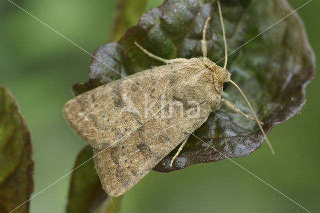 Gewone stofuil (Hoplodrina octogenaria)