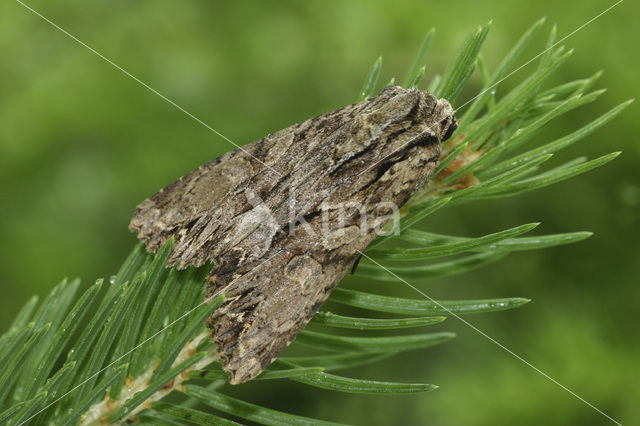 Graswortelvlinder (Apamea monoglypha)