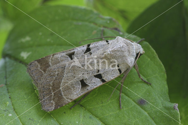 Grijze herfstuil (Paradiarsia glareosa)