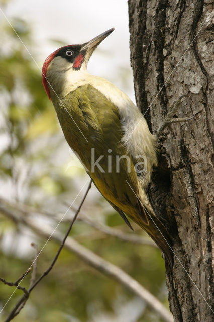 Groene Specht (Picus viridis)