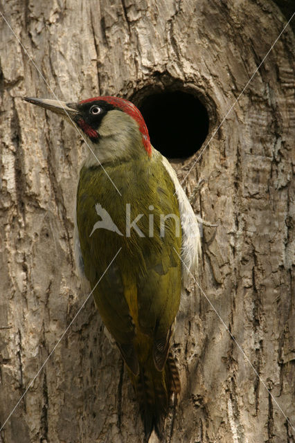 Groene Specht (Picus viridis)