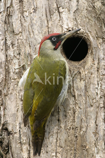 Groene Specht (Picus viridis)