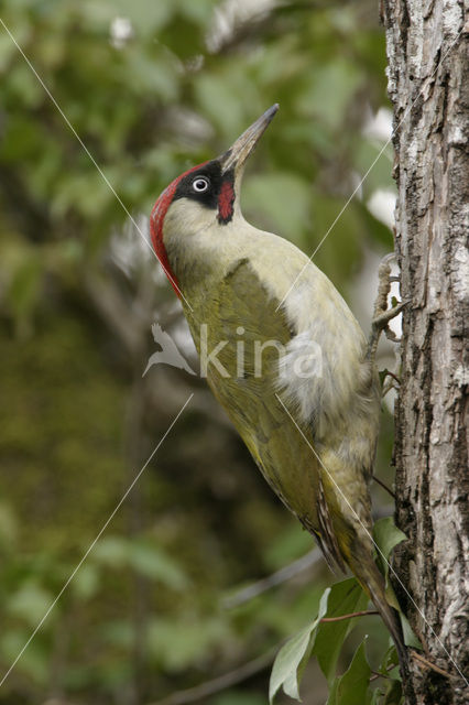 Groene Specht (Picus viridis)