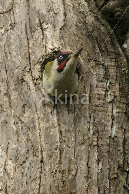 Groene Specht (Picus viridis)