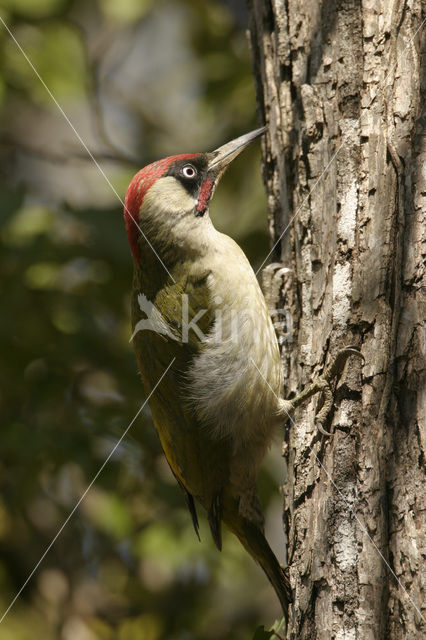 Groene Specht (Picus viridis)