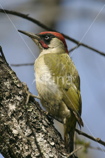 Groene Specht (Picus viridis)