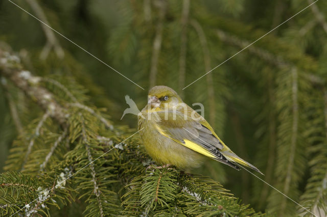 Groenling (Carduelis chloris)