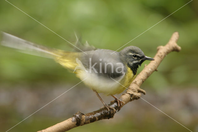 Grote Gele Kwikstaart (Motacilla cinerea)