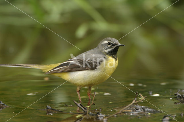 Grote Gele Kwikstaart (Motacilla cinerea)