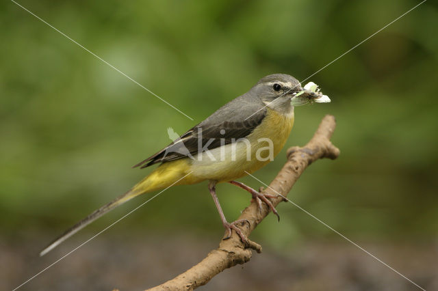 Grote Gele Kwikstaart (Motacilla cinerea)