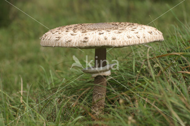 Grote parasolzwam (Macrolepiota procera)